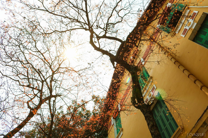 'Chiếc ảnh mà mọi người thấy ở cổng trường, ở rất nhiều fanpage và mình cũng đã up mấy lần rồi. Nhưng lá đẹp, nắng đẹp, nhà E đẹp, tâm hồn mình cũng hạnh phúc vô cùng mỗi lần được ngắm lại khoảnh khắc ấy. Tự hào lắm, vì mấy chữ 'học sinh Chu Văn An'', Ngân Hà bồi hồi.