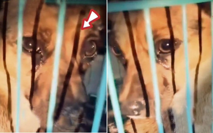 Xôn xao chú chó khóc nức nở được giải cứu lúc sắp lên lò mổ Ảnh 2