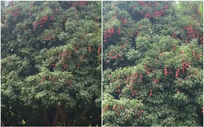 Nam sinh khoe 2 cây vải trái chín đỏ rực trong sân trường khiến giới học trò được dịp xuýt xoa Ảnh 2