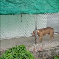 Hình ảnh con chó Pitbull bị nhốt ở nhà sau khi cắn một người tử vong. Ảnh: Doanh nghiệp & Tiếp Thị