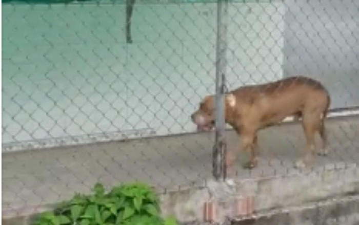 Vụ chó Pitbull cắn chết người ngay tại chỗ: Xử lý thế nào với người nuôi chó? Ảnh 2