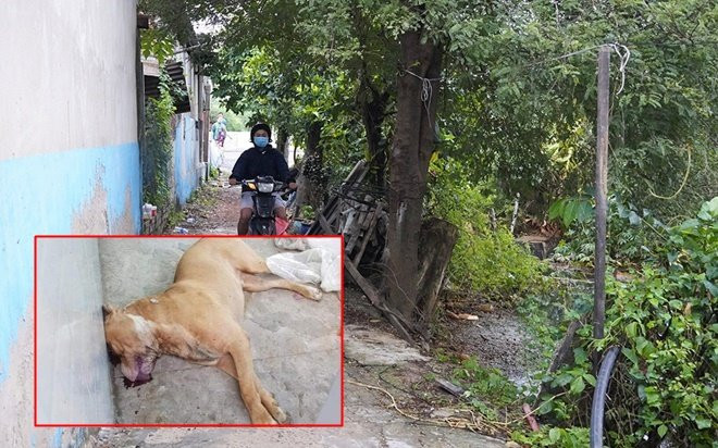 Vụ chó Pitbull cắn 2 người thương vong: Chủ nuôi có sở thích kỳ lạ, từng nuôi đại bàng và khỉ Ảnh 2