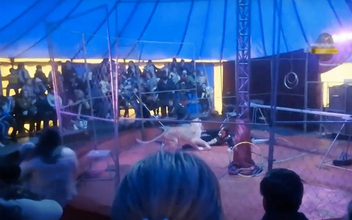 Chứng kiến sư tử cái tấn công người dạy thú, thai phụ lên cơn co giật Ảnh 2