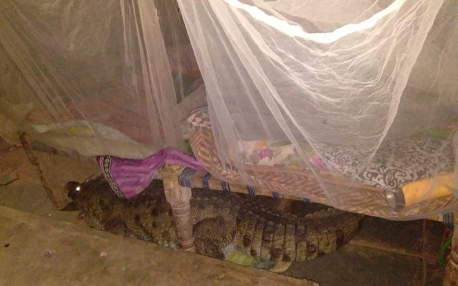 Nhìn qua khe hở lúc nửa đêm, người đàn ông 'sợ xanh mặt' khi phát hiện thứ dưới gầm giường Ảnh 2