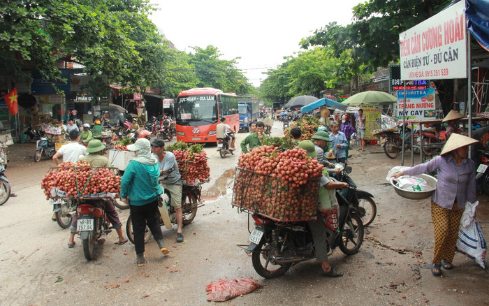 Thực hư thông tin vụ người dân Bắc Giang bị ép giá bán vải xuống còn 2.000 đồng/kg Ảnh 2