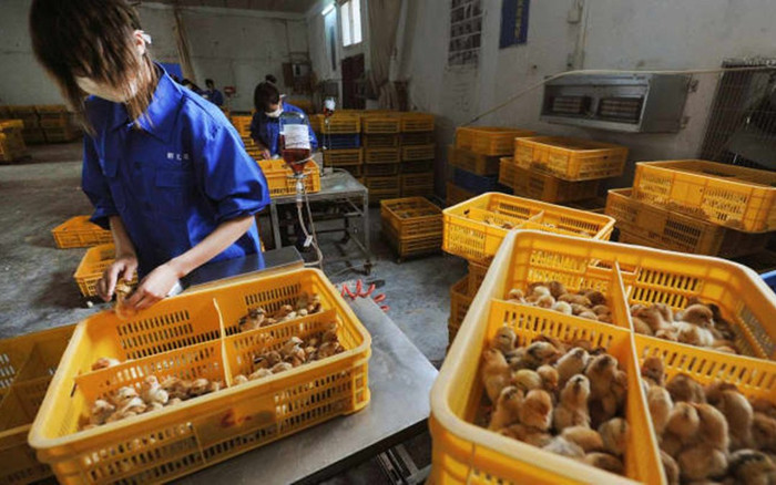 Phát hiện ca mắc cúm gia cầm H10N3 đầu tiên ở người tại Trung Quốc Ảnh 2