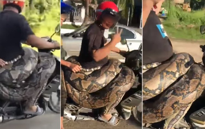 Sự thật sau clip người đàn ông đèo trăn khổng lồ 200 kg cuốn quanh người trên xe máy gây xôn xao Ảnh 2