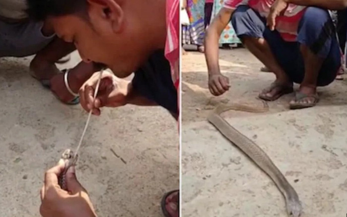 Clip người đàn ông liều mạng 'hô hấp nhân tạo' cứu rắn hổ mang chúa Ảnh 2