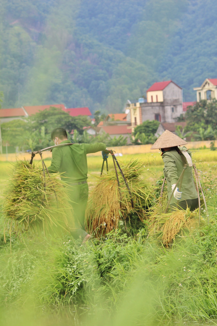 Bắc Giang: Lúa chín trĩu bông nhưng không có người gặt, công an xuống ruộng thu hoạch giúp dân Ảnh 8