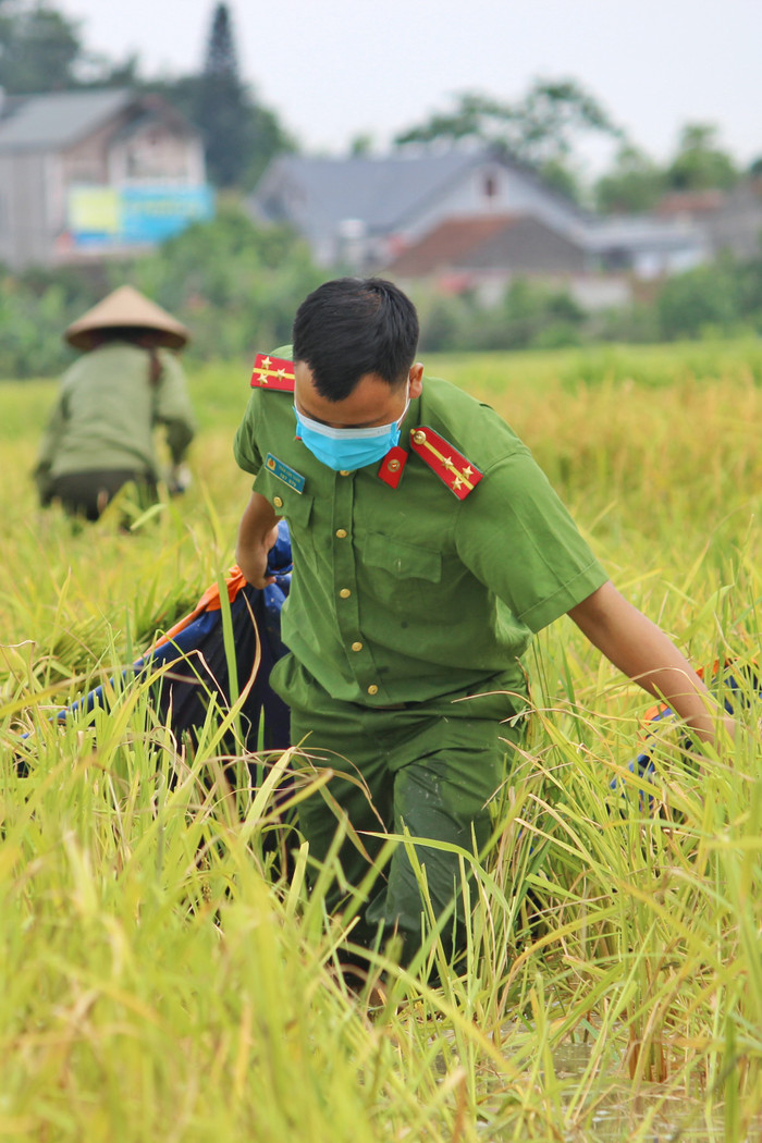 Bắc Giang: Lúa chín trĩu bông nhưng không có người gặt, công an xuống ruộng thu hoạch giúp dân Ảnh 7