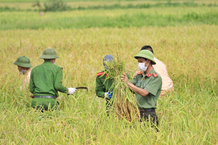 Bắc Giang: Lúa chín trĩu bông nhưng không có người gặt, công an xuống ruộng thu hoạch giúp dân Ảnh 1