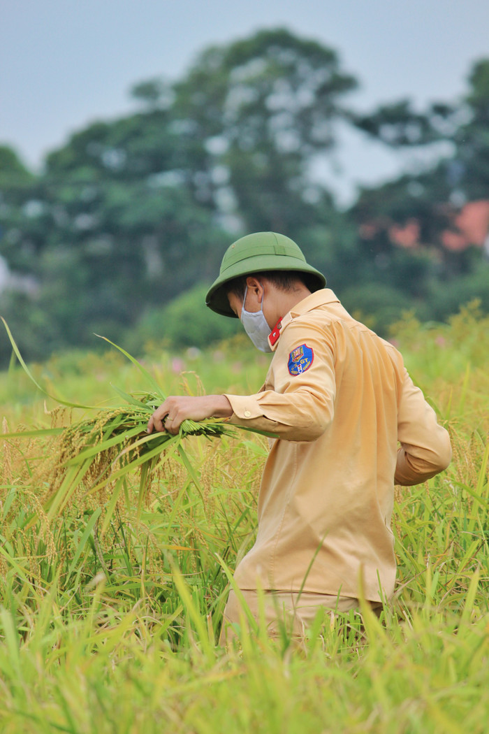 Bắc Giang: Lúa chín trĩu bông nhưng không có người gặt, công an xuống ruộng thu hoạch giúp dân Ảnh 4