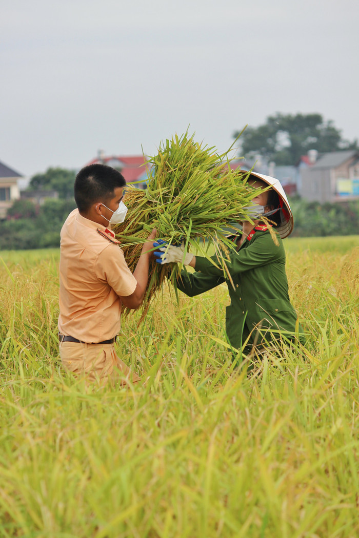 Bắc Giang: Lúa chín trĩu bông nhưng không có người gặt, công an xuống ruộng thu hoạch giúp dân Ảnh 3