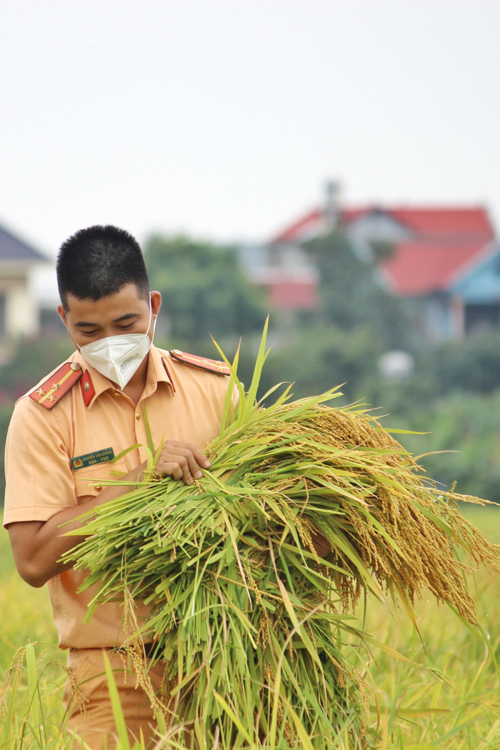 Bắc Giang: Lúa chín trĩu bông nhưng không có người gặt, công an xuống ruộng thu hoạch giúp dân Ảnh 10