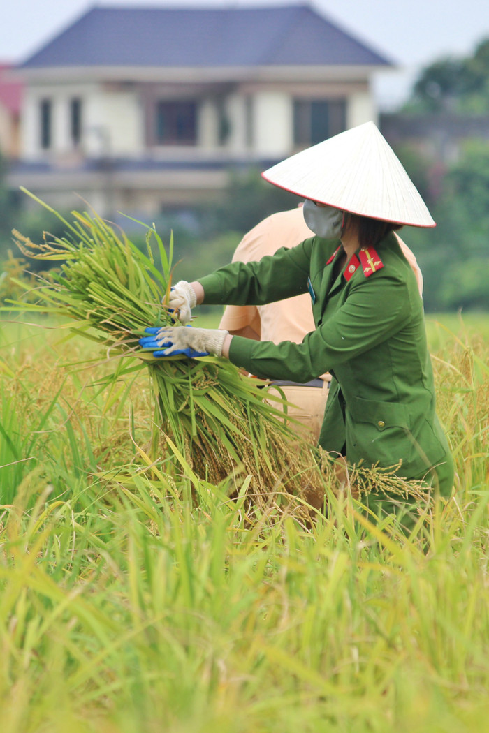 Bắc Giang: Lúa chín trĩu bông nhưng không có người gặt, công an xuống ruộng thu hoạch giúp dân Ảnh 11