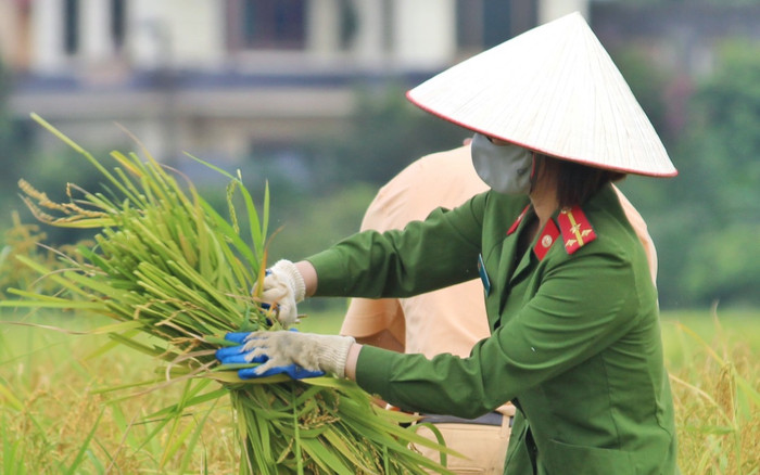 Bắc Giang: Lúa chín trĩu bông nhưng không có người gặt, công an xuống ruộng thu hoạch giúp dân Ảnh 2