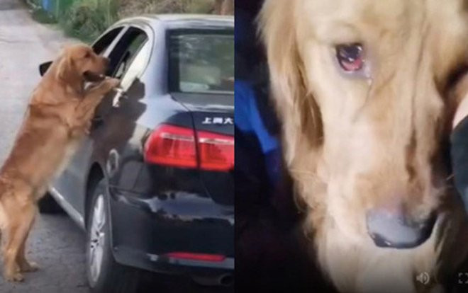 Chủ nhân trượt chân chết đuối, phản ứng của chú chó khiến cư dân mạng rơi nước mắt Ảnh 2