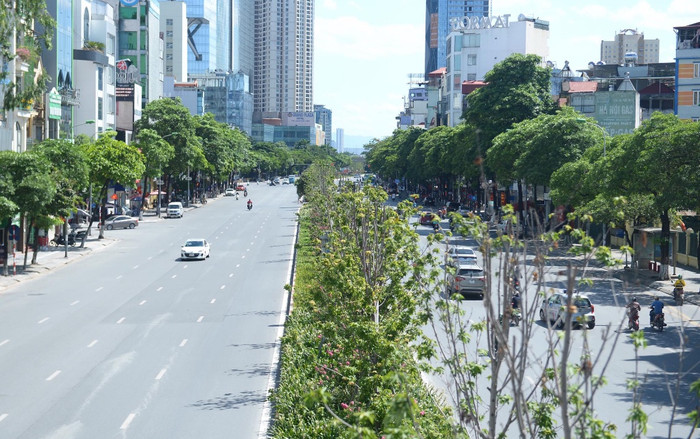 Hà Nội: Di dời hàng phong lá đỏ trong đêm, sẽ trồng thay thế cây bàng lá nhỏ Ảnh 2