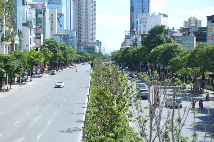 Hàng cây phong lá đỏ sẽ được nhổ, dự kiến thời gian tới sẽ trồng thay thế bằng cây bàng lá nhỏ.