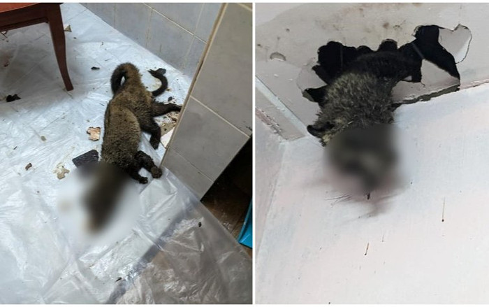 Tưởng rỉ sét chảy xuống trần nhà, người đàn ông đi xem thì khiếp hãi phát hiện sự thật Ảnh 2