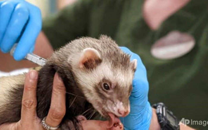 Vườn thú Mỹ tiêm vaccine Covid-19 cho hổ, gấu, chồn Ảnh 2