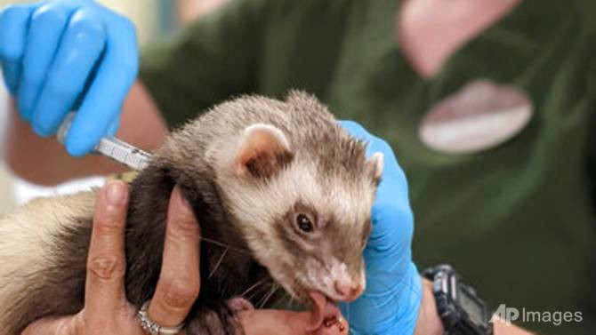 Một con chồn sương được tiêm vaccine Covid-19 tại Vườn thú Oakland ở Oakland, California. Ảnh: AP