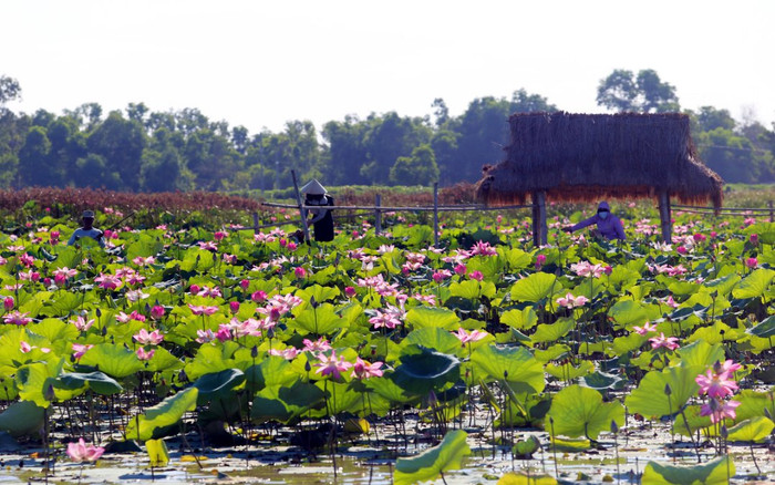 Mùa sen ở sông Đầm Ảnh 2
