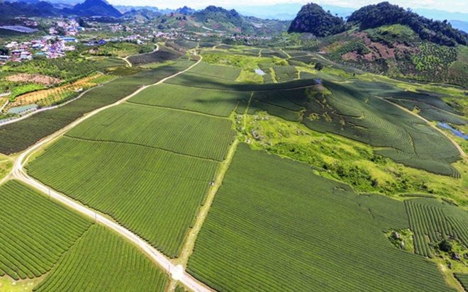 'Mướt mắt' ngắm đồi chè xanh ngắt ở thị trấn Nông trường Mộc Châu Ảnh 2