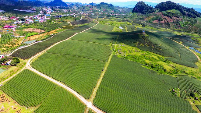 Đây cũng là địa điểm nhiều cặp đôi chọn làm nơi chụp ảnh cưới, lưu lại những kỉ niệm của thanh xuân.