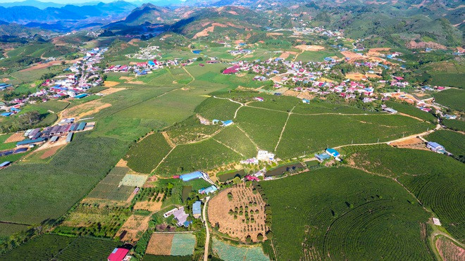 Toàn bộ khung cảnh đồi chè Nông trường Mộc Châu nhìn từ trên cao.