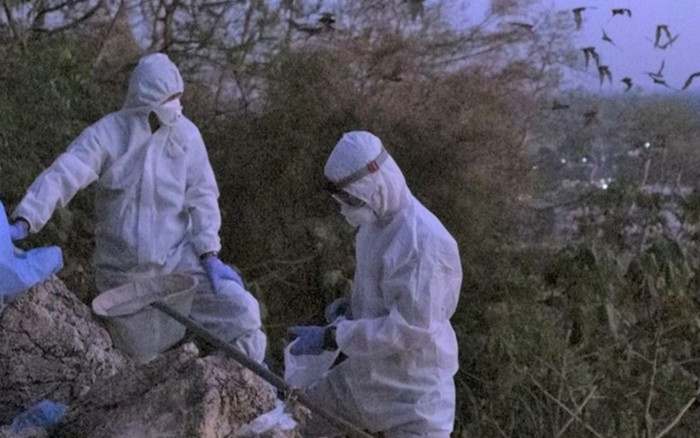 Vì sao vẫn chưa thể tìm ra nguồn gốc Covid-19? Ảnh 2