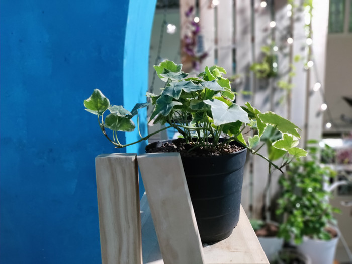 Trong điều kiện ánh sáng đèn khá yếu, máy vẫn có thể nhận diện rõ chủ thể và xoá phông chính xác.