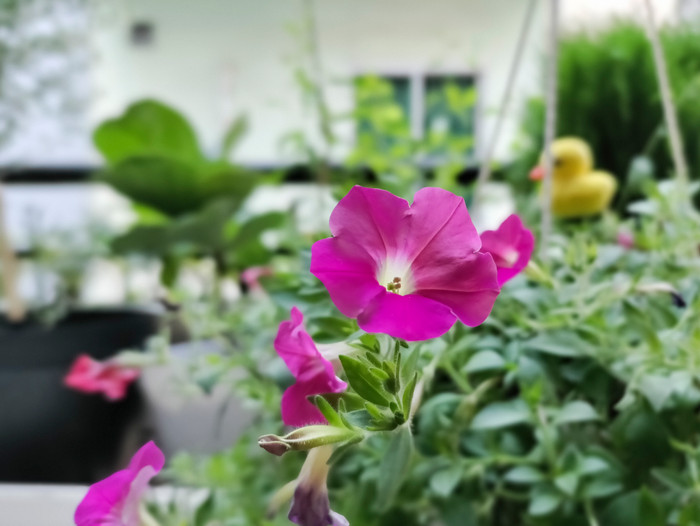 Cảm biến chiều sâu 2MP cho khả năng đo độ sâu trường ảnh khá tốt trong điều kiện sáng lý tưởng.