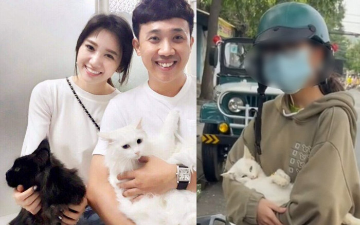 Vụ cô gái chở mèo đi khám bị phạt: Hari Won nói lời ẩn ý, nào ngờ khiến dân tình tranh cãi dữ dội Ảnh 2