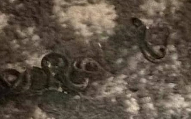 Thấy 'búi tơ lạ' trên sàn nhà, cặp vợ chồng đưa tay sờ thử, kinh hồn bạt vía khi biết đó là gì Ảnh 2