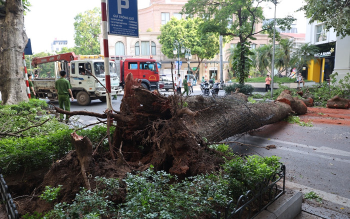 Hà Nội: Cây lớn bất ngờ đổ chắn ngang phố Lý Thái Tổ dù không có mưa to, gió mạnh Ảnh 2