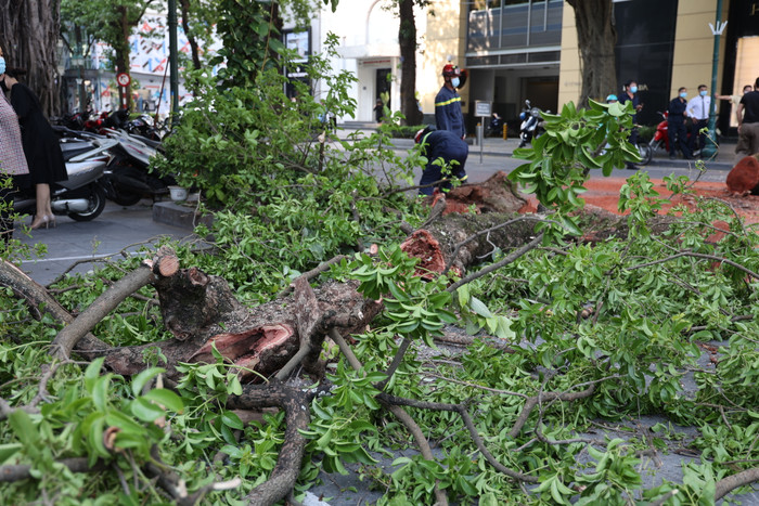 Cây lớn bất ngờ đổ chắn ngang đường.