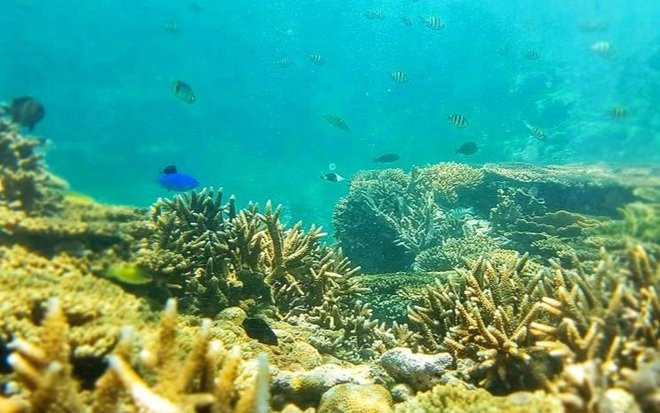 Khám phá rạn san hô muôn sắc màu ở 'thiên đường biển' Kỳ Co - Eo Gió Ảnh 2