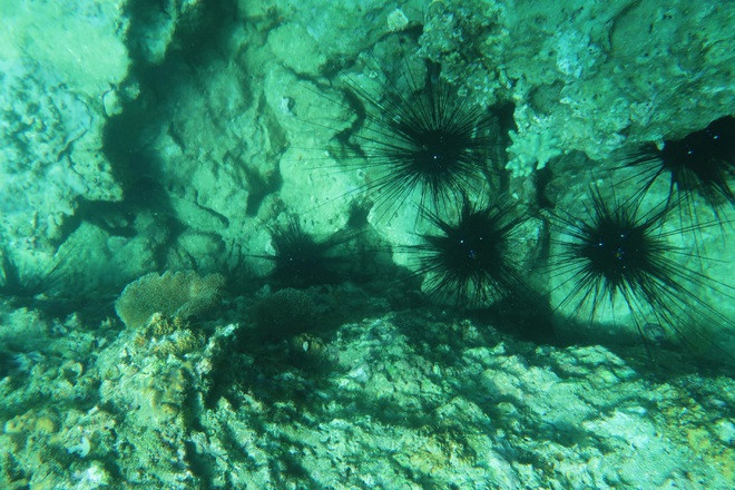 Cầu gai (con Nhum biển).