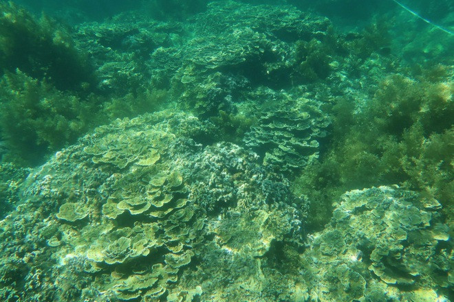 Những rạn san hô dày đặc, phong phú tập trung ở các khu vực Bãi Dứa, Hòn Sẹo (xã Nhơn Lý, TP Quy Nhơn, Bình Định).