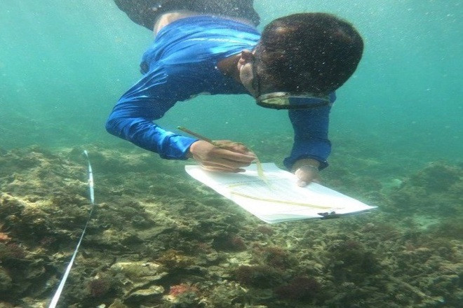 Thành viên Tổ cộng đồng bảo vệ nguồn lợi thủy sản xã Nhơn Lý đi kiểm tra định kỳ hàng tháng để nắm bắt các loài san hô phát triển ra sao.