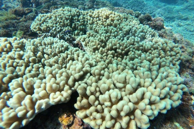 Rạn san hô được hồi sinh mạnh mẽ sau khi được bảo tồn.