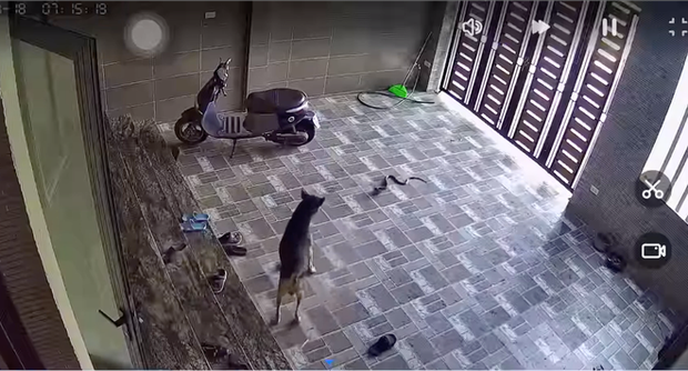 Con rắn hổ mang trườn vào sân nhà, tấn công con chó