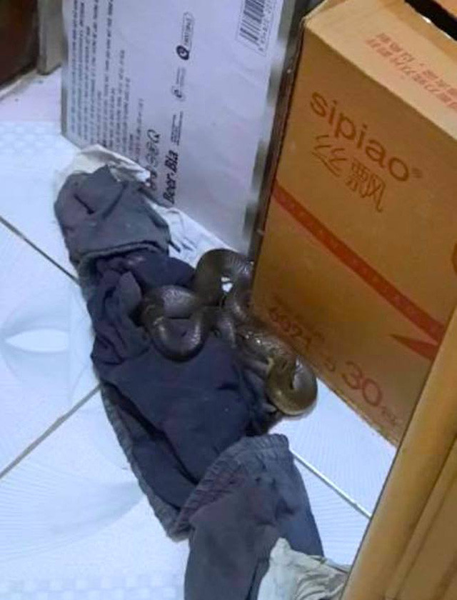 Bà Hiền phát hiện con rắn độc hổ mang nằm cuộn tròn ở giẻ lau nhà sát cánh cửa.
