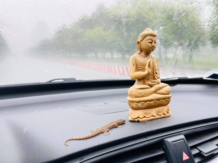 Con tắc kè trên xe MC Đại Nghĩa.