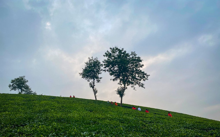 Ngắm hoàng hôn trên đồi chè Phú Thọ Ảnh 2