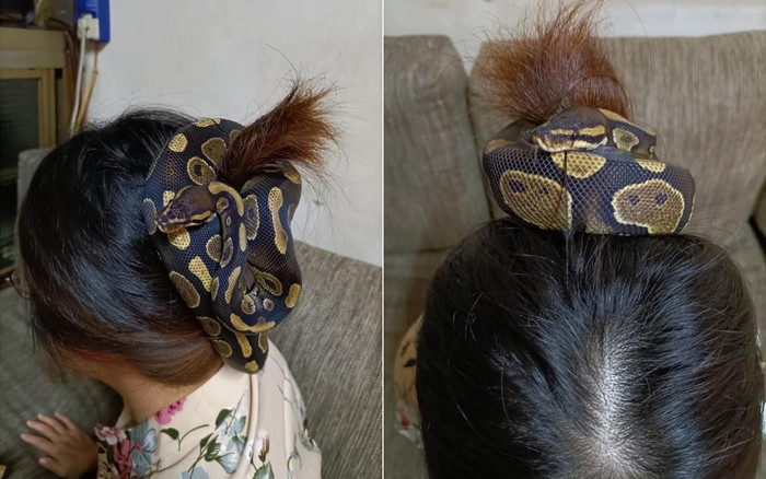 Dùng rắn làm dây buộc tóc, người phụ nữ khiến dân mạng sợ khiếp vía: 'Nhìn thôi đã tê hết da đầu rồi' Ảnh 2