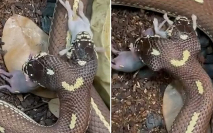 Rắn hai đầu cùng lúc nuốt chửng hai con chuột Ảnh 2