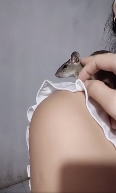 Cô gái khiến nhiều người 'hoang mang tột độ' khi nuôi chuột đồng như thú cưng Ảnh 3