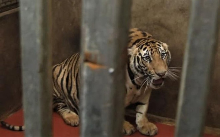 Vụ thu giữ 17 cá thể hổ trưởng thành nuôi nhốt trong nhà dân: 8 con đã chết Ảnh 2